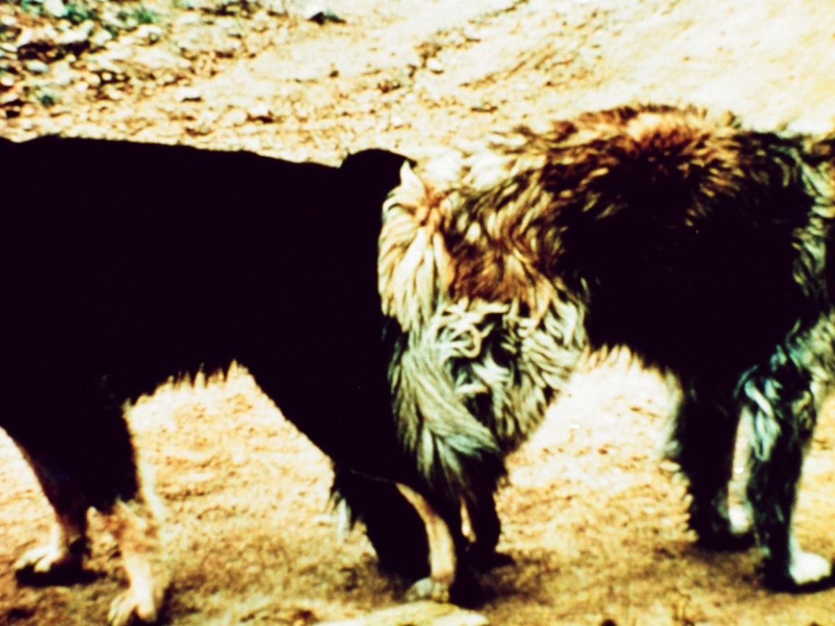 Love Making 1-4, 1968, Stan Brakhage (Kadervergrößerung ÖFM)