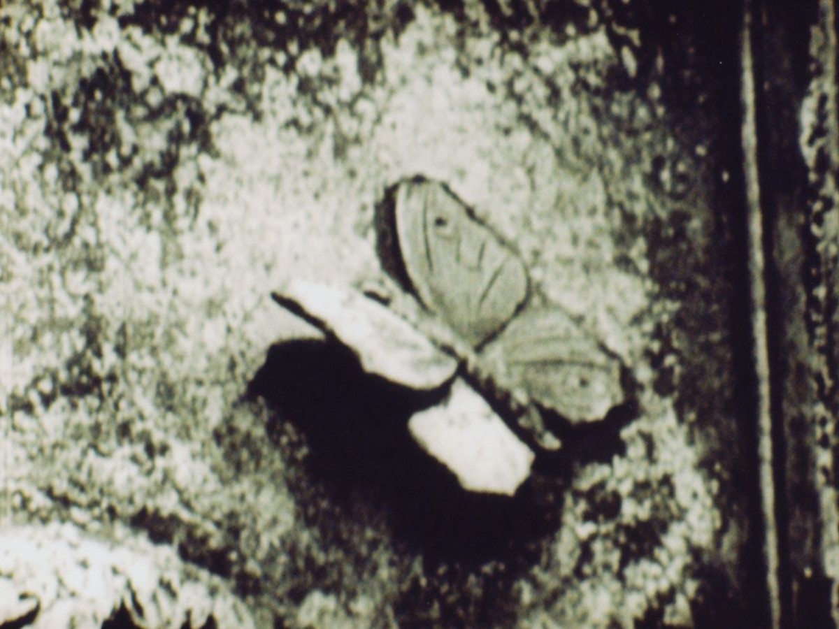 The Aviary, 1955, Joseph Cornell (Kadervergrößerung ÖFM)