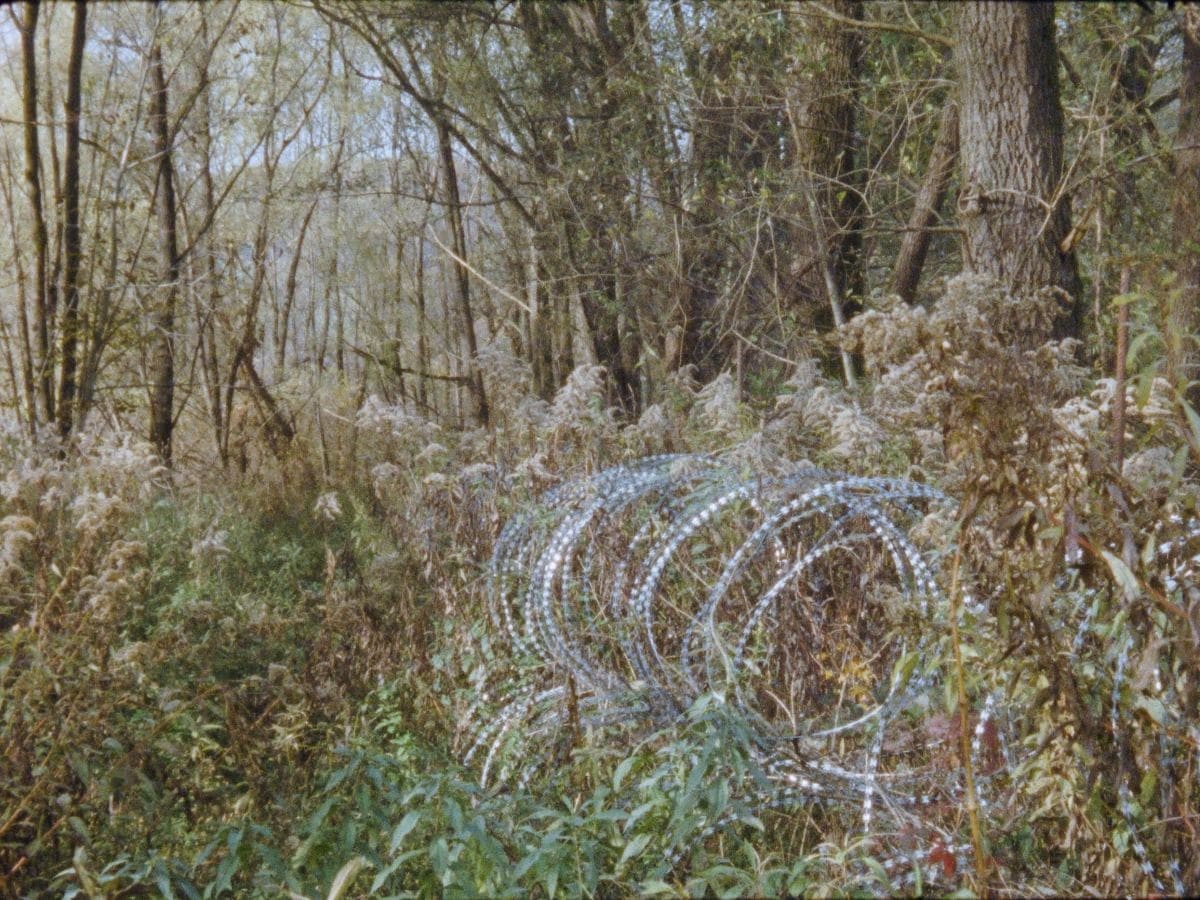 Obzornik 670 – Rdeči gozdovi (Newsreel 670 – Red Forests), 2022, Nika Autor (Foto: Kinoatalje)